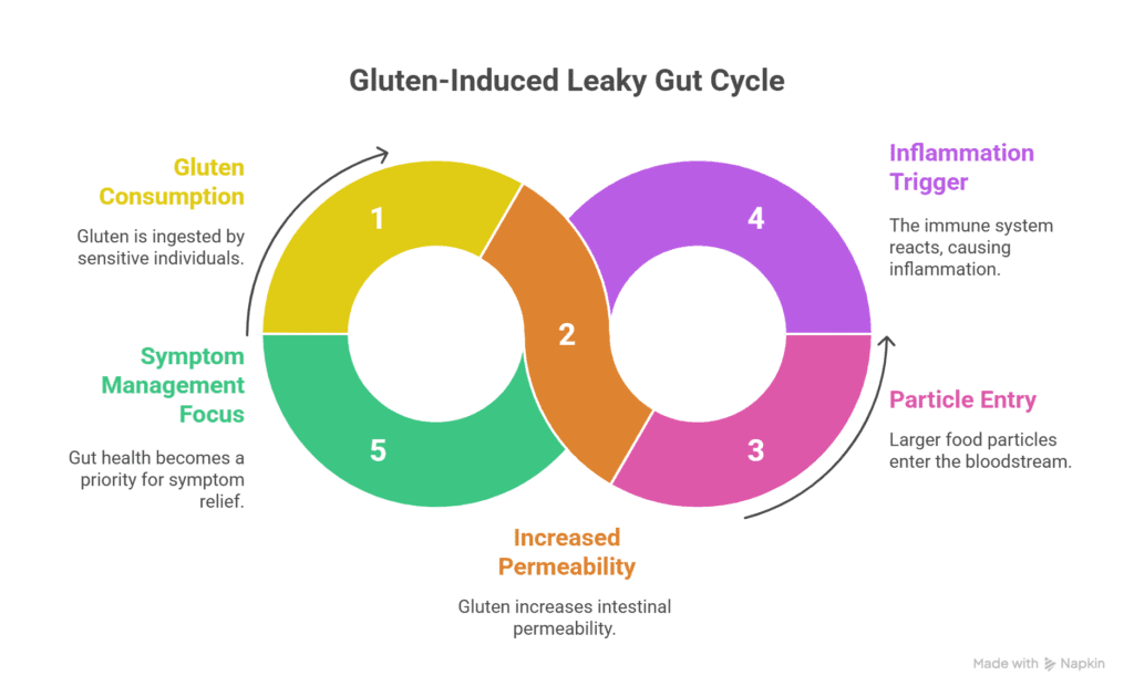 Leaky gut cycle with the induction of gluten