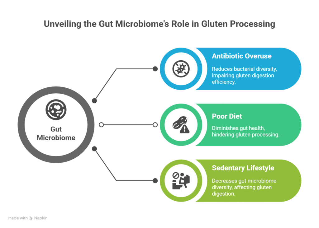 Illustration of gut microbiome with gluten processing